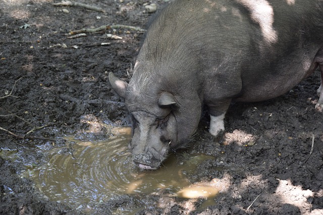 麦尼昂在组 麦尼昂在组